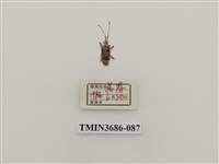 藏品(半翅目(2))的圖片